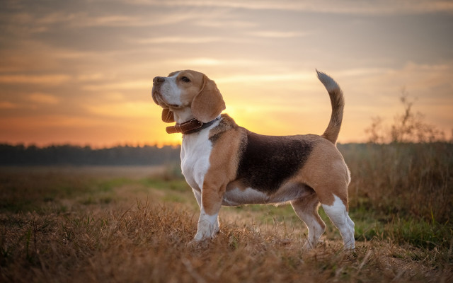 Dog sunset field clouds heroic free wallpaper for desktop - medium preview image