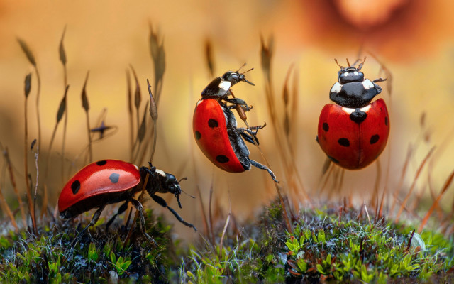 Ladybugs moss ground plant macro free wallpaper for desktop - medium preview image