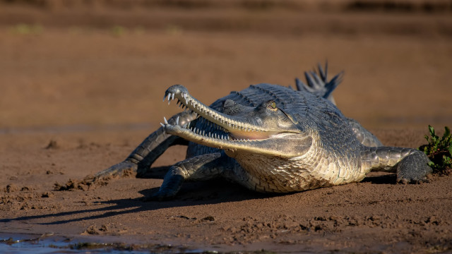 Crocodile open mouth sunset desert free wallpaper for desktop - medium preview image