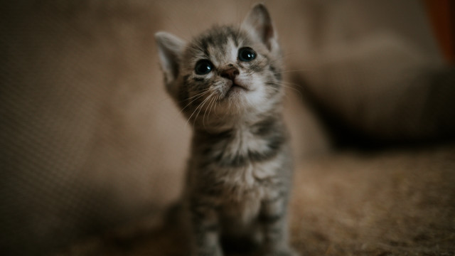 Curious black cat blue eyes #2 free wallpaper for desktop - medium preview image