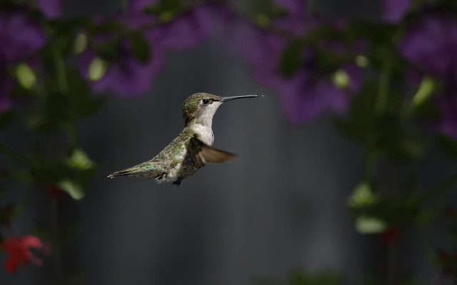 Hummingbird purpleflowers bokeh macro aurora free wallpaper for desktop - medium preview image