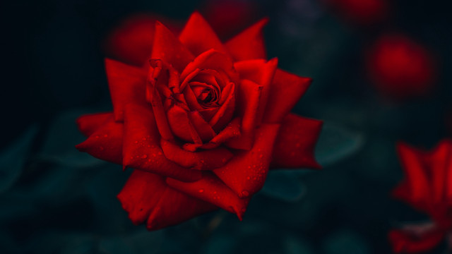 Red rose water droplets blurry #2 free wallpaper for desktop - medium preview image