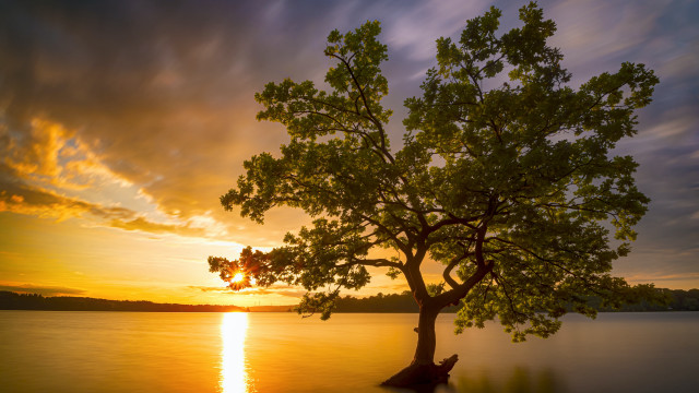 Tree water sunset clouds backlighting free wallpaper for desktop - medium preview image