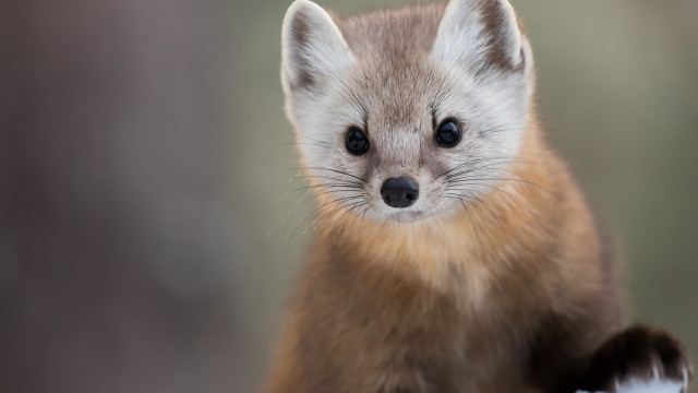 Shiba inu brown white tail free wallpaper for desktop - medium preview image