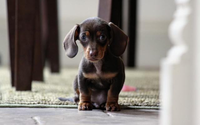 Small dog on rug outdoor free wallpaper for desktop - medium preview image