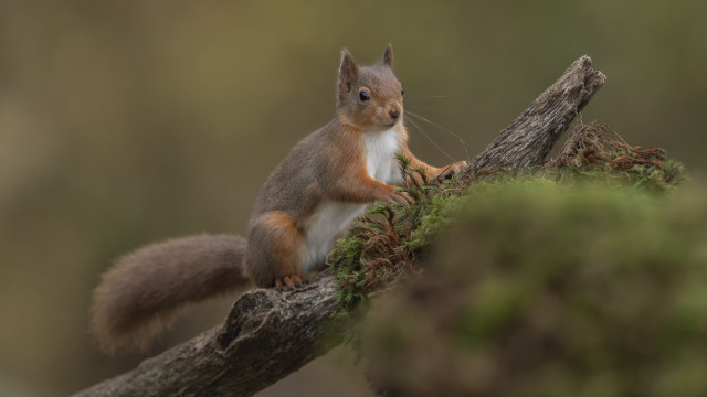 Squirrel mossed branch blurry background free wallpaper for desktop - medium preview image