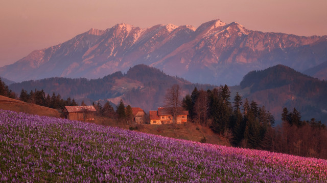 House field flowers mountains sunset free wallpaper for desktop - medium preview image