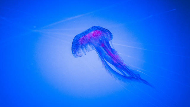 Jellyfish blue ocean red tail free wallpaper for desktop - medium preview image