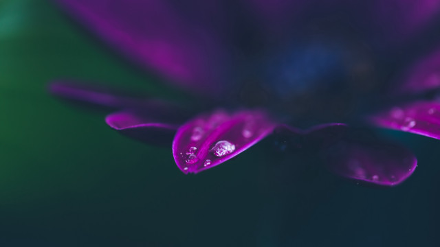 Purple flower water droplets green #3 free wallpaper for desktop - medium preview image