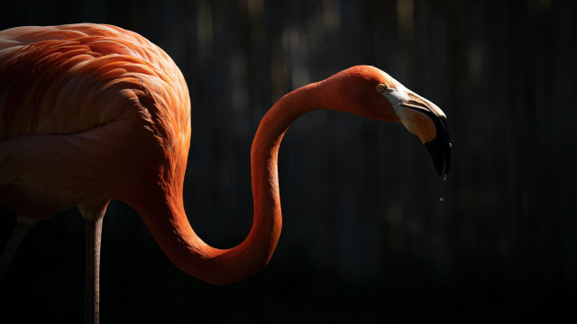 Flamingo dark primitivism animalphoto macro free wallpaper for desktop - medium preview image