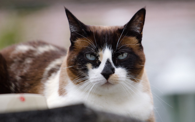 Black white brown cat blue free wallpaper for desktop - medium preview image