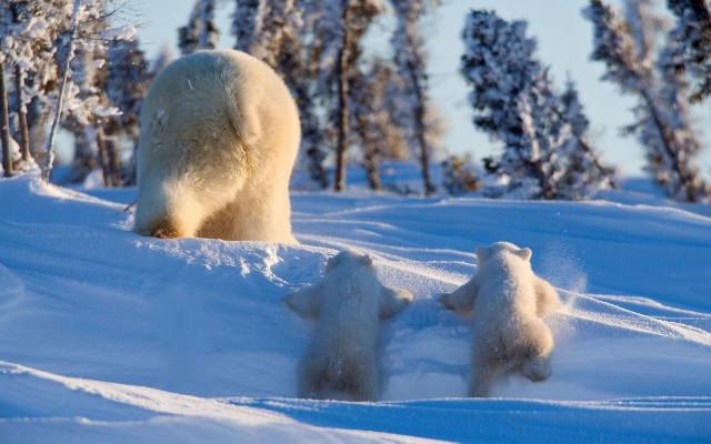 Polar bear cubs snow forest #4 free wallpaper for desktop - medium preview image