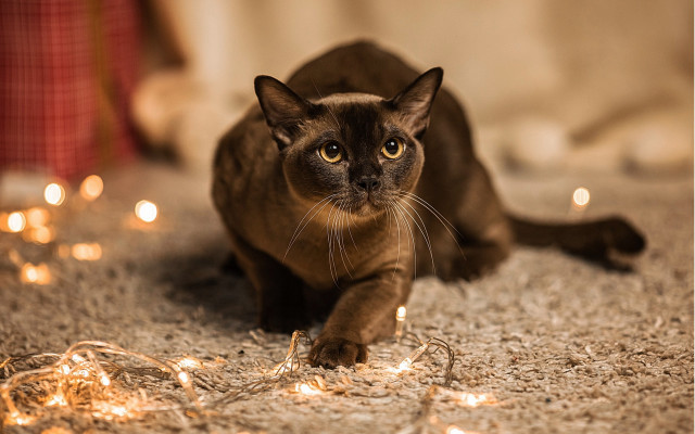 Cat laying on sand with free wallpaper for desktop - medium preview image