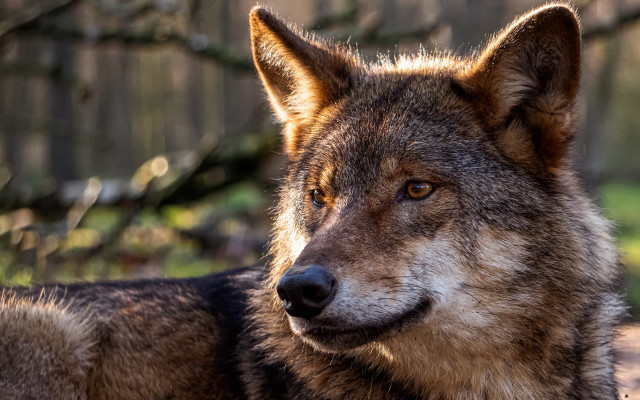 Wolf woods sitting depthoffield realistic free wallpaper for desktop - medium preview image