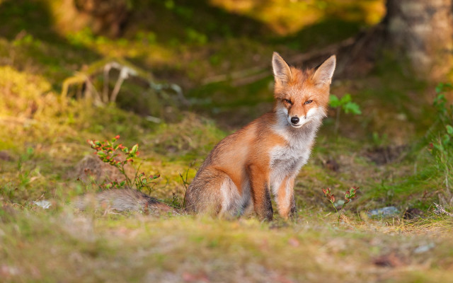 Red fox curious grass autumn free wallpaper for desktop - medium preview image