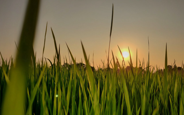 Sunset tallgrass tiltshift lensflare nature free wallpaper for desktop - medium preview image