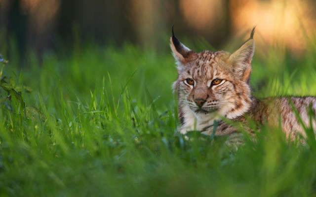 Lynx sad look grass nature free wallpaper for desktop - medium preview image