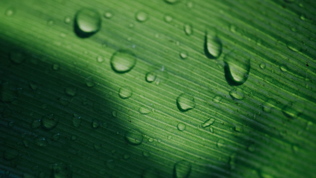 Green leaf water drops macro #56 free wallpaper for desktop - medium preview image