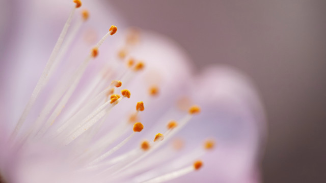 Flower closeup blurry background macro #5 free wallpaper for desktop - medium preview image