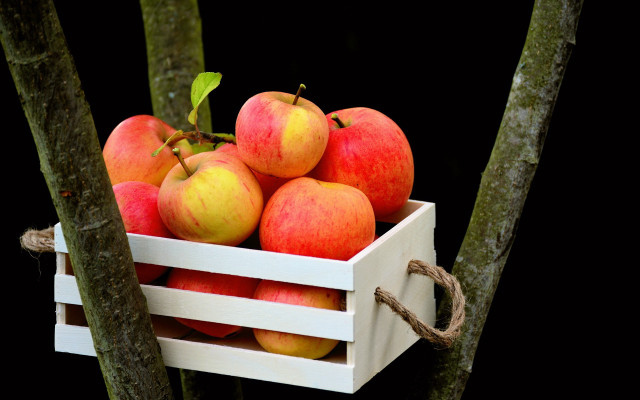 Apple crate forest branch rope free wallpaper for desktop - medium preview image