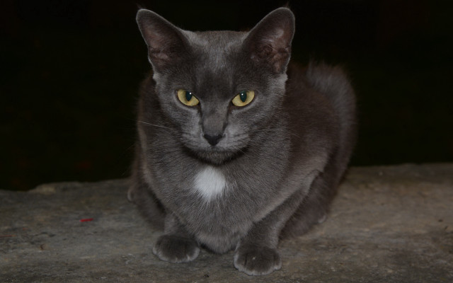 Gray cat yellow eyes rock free wallpaper for desktop - medium preview image