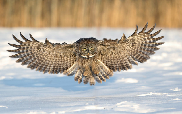 Large owl flying over snow free wallpaper for desktop - medium preview image
