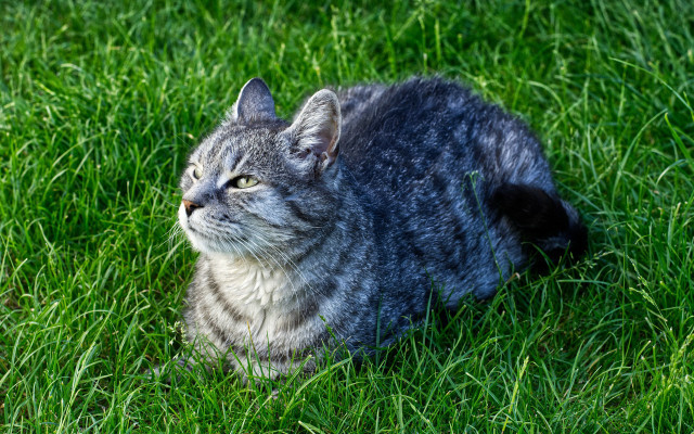 Sad cat in grass looking free wallpaper for desktop - medium preview image