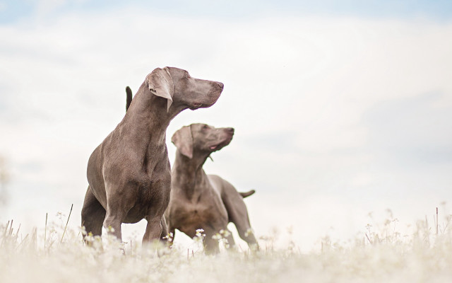 Dogs tallgrass sky neoclassicism tiltshift free wallpaper for desktop - medium preview image