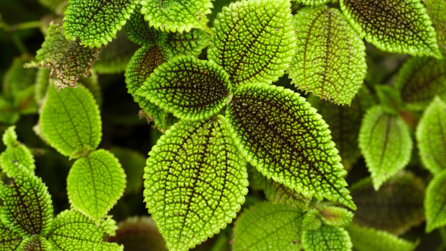 Green plant leaf brown spot free wallpaper for desktop - medium preview image