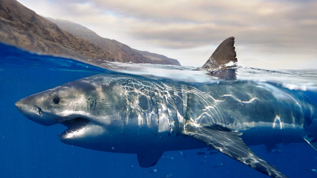 Shark ocean mountain planet beach free wallpaper for desktop - medium preview image