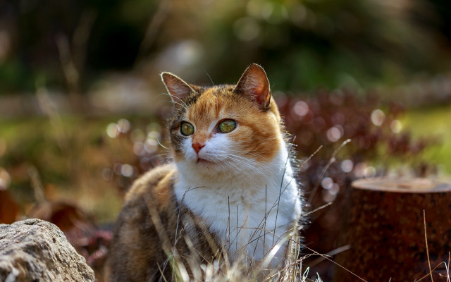 Cat grass stump neoplasticism animal free wallpaper for desktop - medium preview image