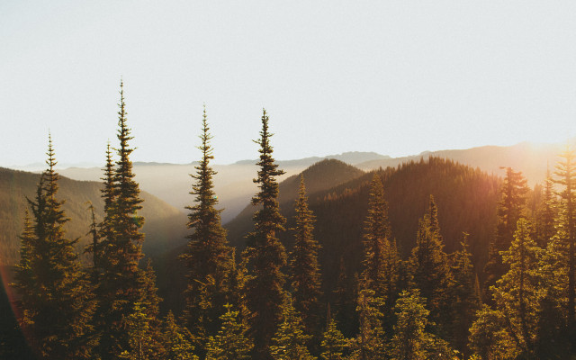 Forest mountains sunbeam trees naturalism free wallpaper for desktop - medium preview image