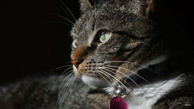 Cat pink tie green eyes free wallpaper for desktop - medium preview image