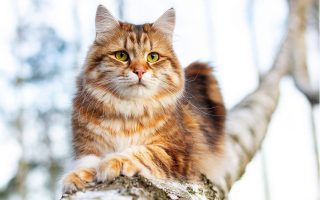 Cat regal arabesque staring on free wallpaper for desktop - medium preview image