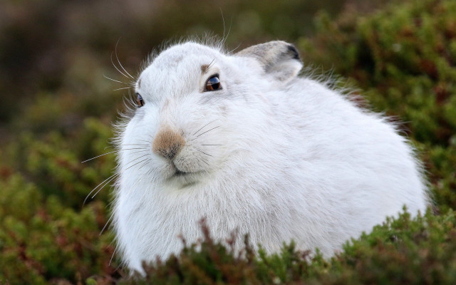 White rabbit curious grass nature free wallpaper for desktop - medium preview image