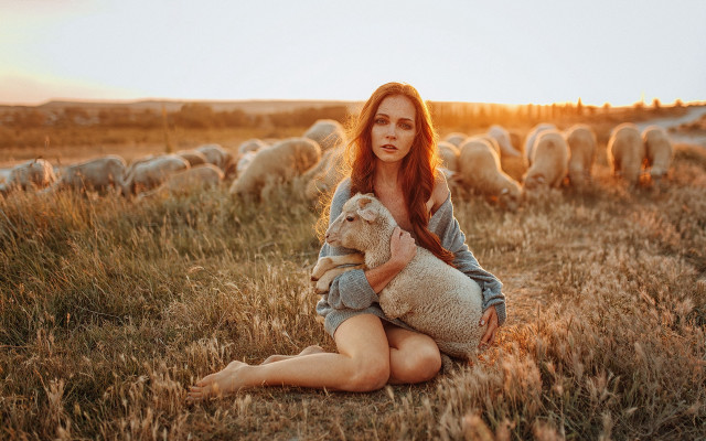 Woman sitting field sunset sheep free wallpaper for desktop - medium preview image