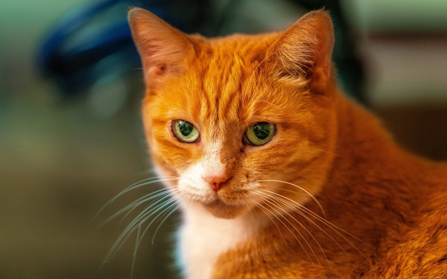 Cat green eyes closeup bike free wallpaper for desktop - medium preview image