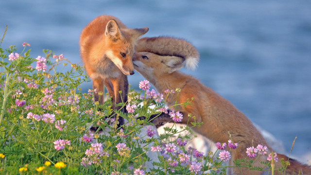 Foxes lake flower field wildlife free wallpaper for desktop - medium preview image