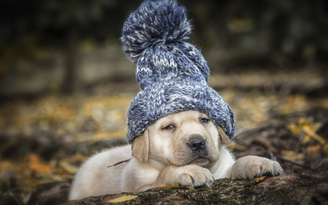 Dog hat pompom paw relaxing free wallpaper for desktop - medium preview image