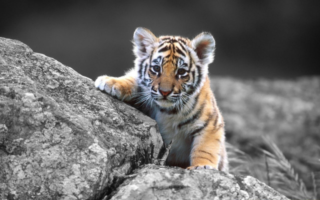 Tiger cub climbing rock wildlife free wallpaper for desktop - medium preview image