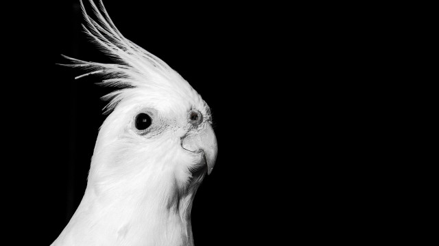 White cockatoo black background photorealism free wallpaper for desktop - medium preview image