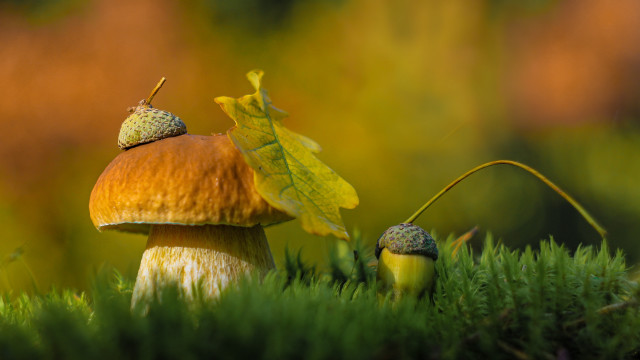 Mushroom leaf background macro award free wallpaper for desktop - medium preview image