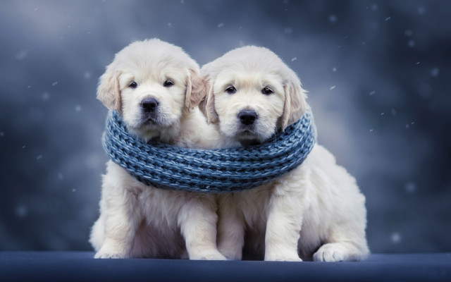 White dogs blue scarves snow free wallpaper for desktop - medium preview image