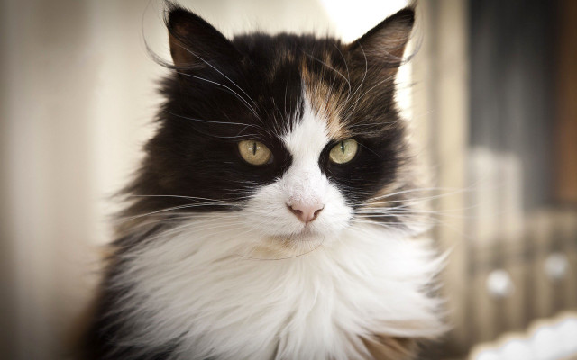 Black white cat green eyes #6 free wallpaper for desktop - medium preview image