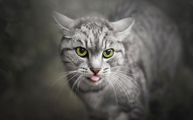 Black cat green eyes tongue free wallpaper for desktop - medium preview image