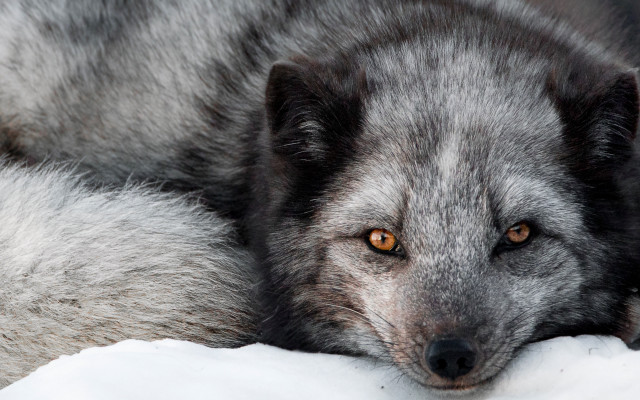 Gray wolf laying white blanket free wallpaper for desktop - medium preview image