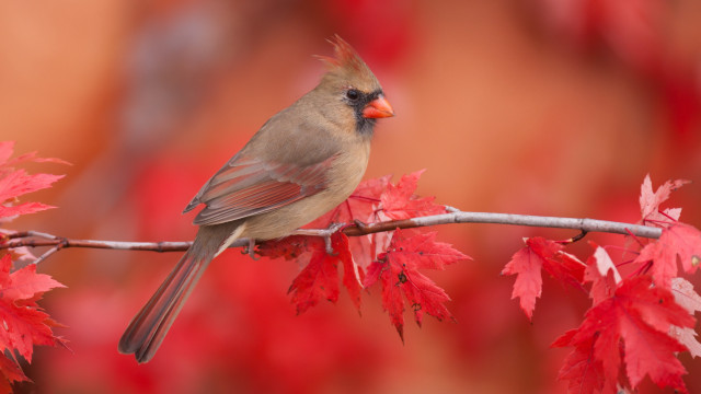 Bird branch redleaves blurry foreground free wallpaper for desktop - medium preview image