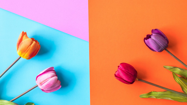 Three tulips multicolored background pink free wallpaper for desktop - medium preview image