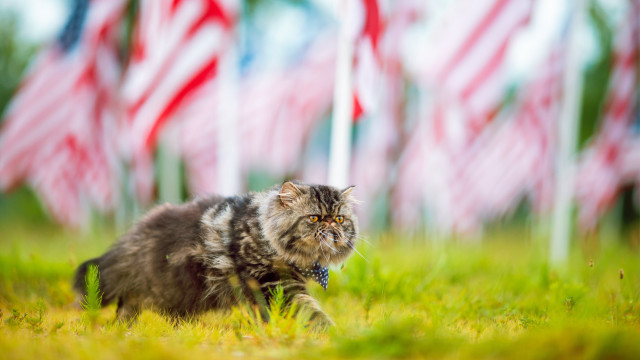 Cat grass american flags blurry free wallpaper for desktop - medium preview image