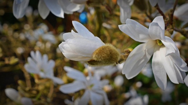 Bee white flower macro bokeh free wallpaper for desktop - medium preview image